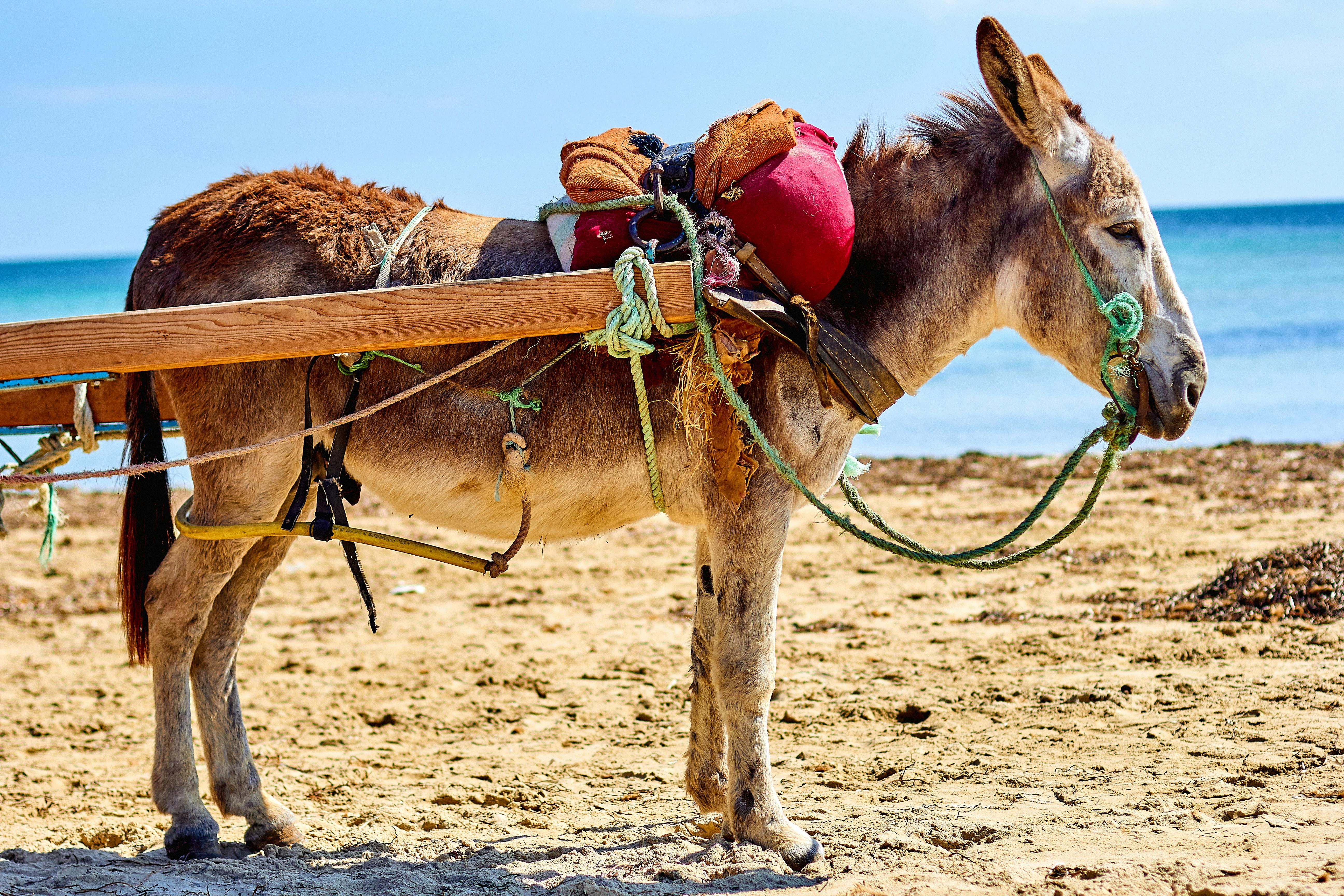 a picture of a mule